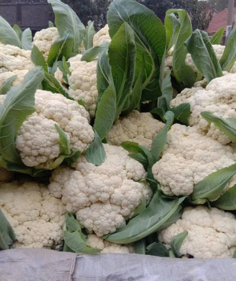 【精选】花菜精品有机花菜大量上市货源充足价格便宜