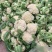 【精选】花菜精品有机花菜大量上市货源充足价格便宜