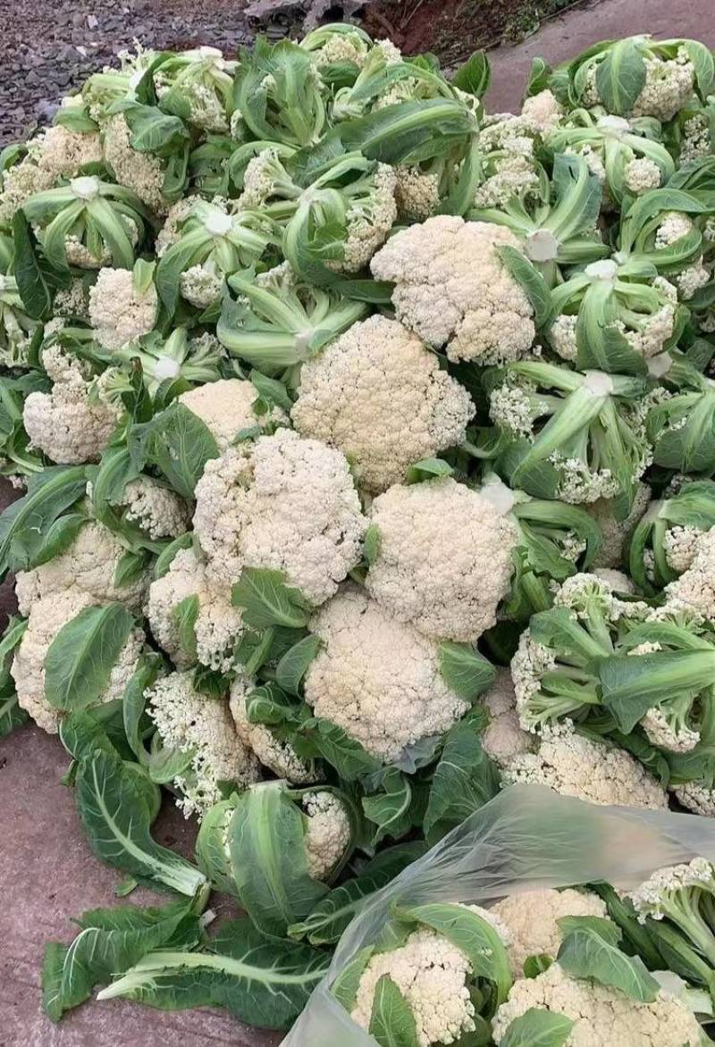 【精选】花菜精品有机花菜大量上市货源充足价格便宜