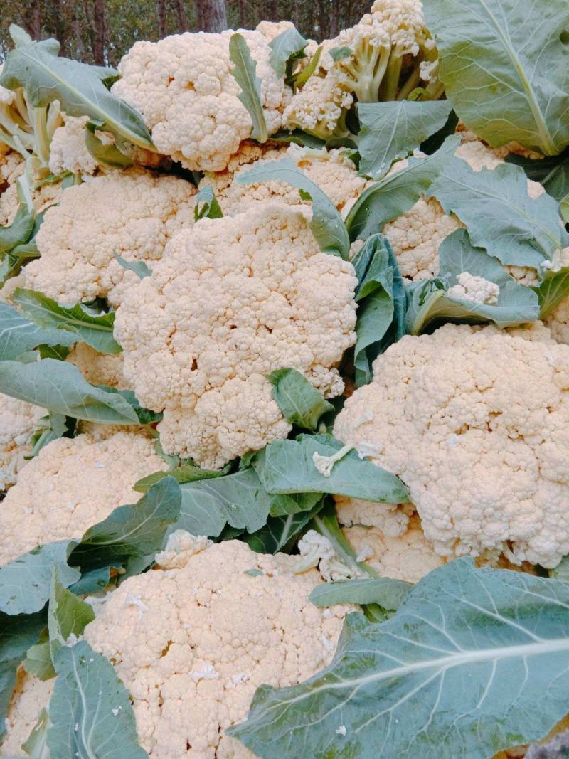 【精选】花菜精品有机花菜大量上市货源充足价格便宜