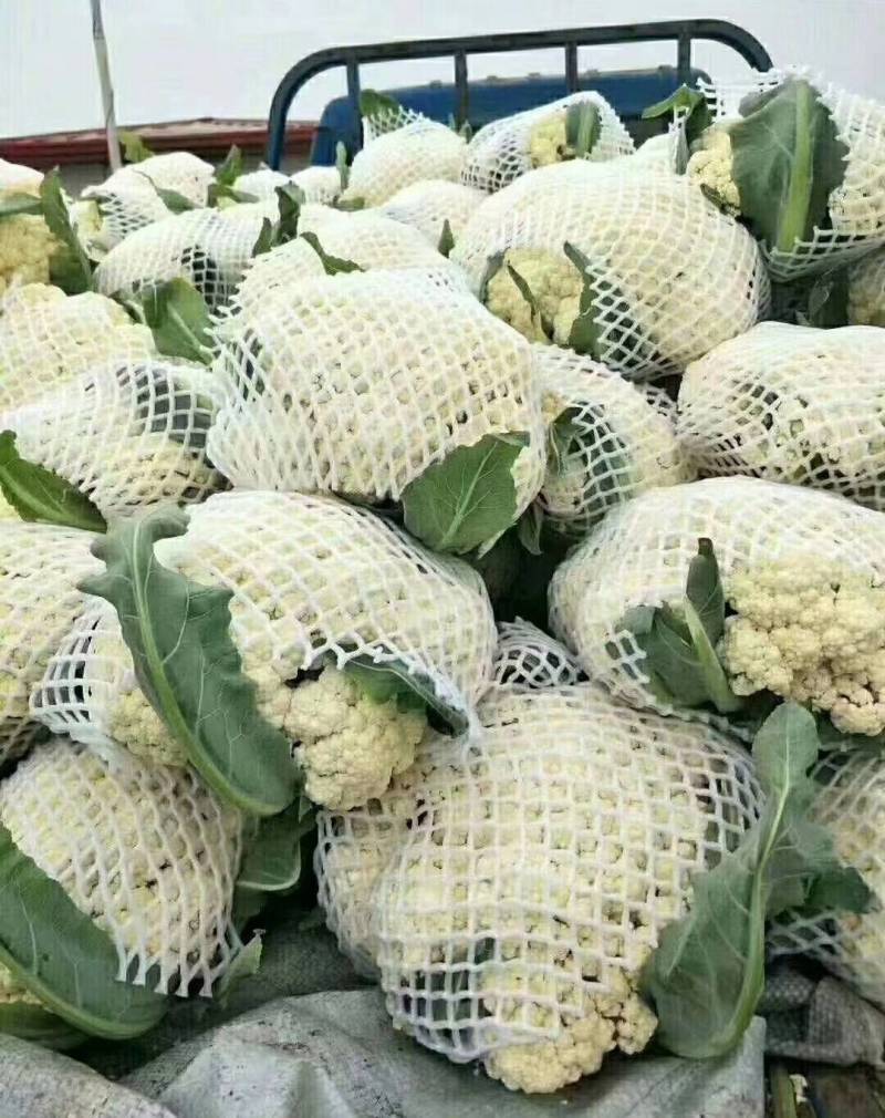 【精选】花菜精品有机花菜大量上市货源充足价格便宜