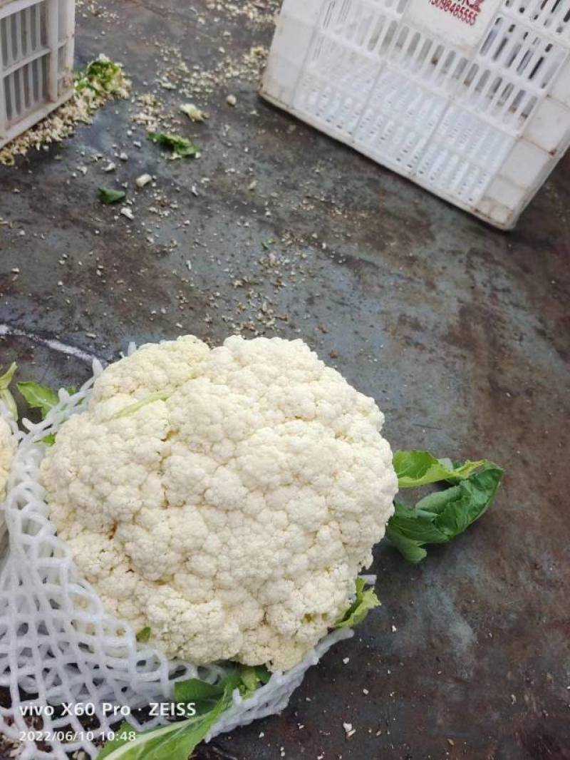 【精选】花菜精品有机花菜大量上市货源充足价格便宜
