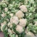 【精选】花菜精品有机花菜大量上市货源充足价格便宜