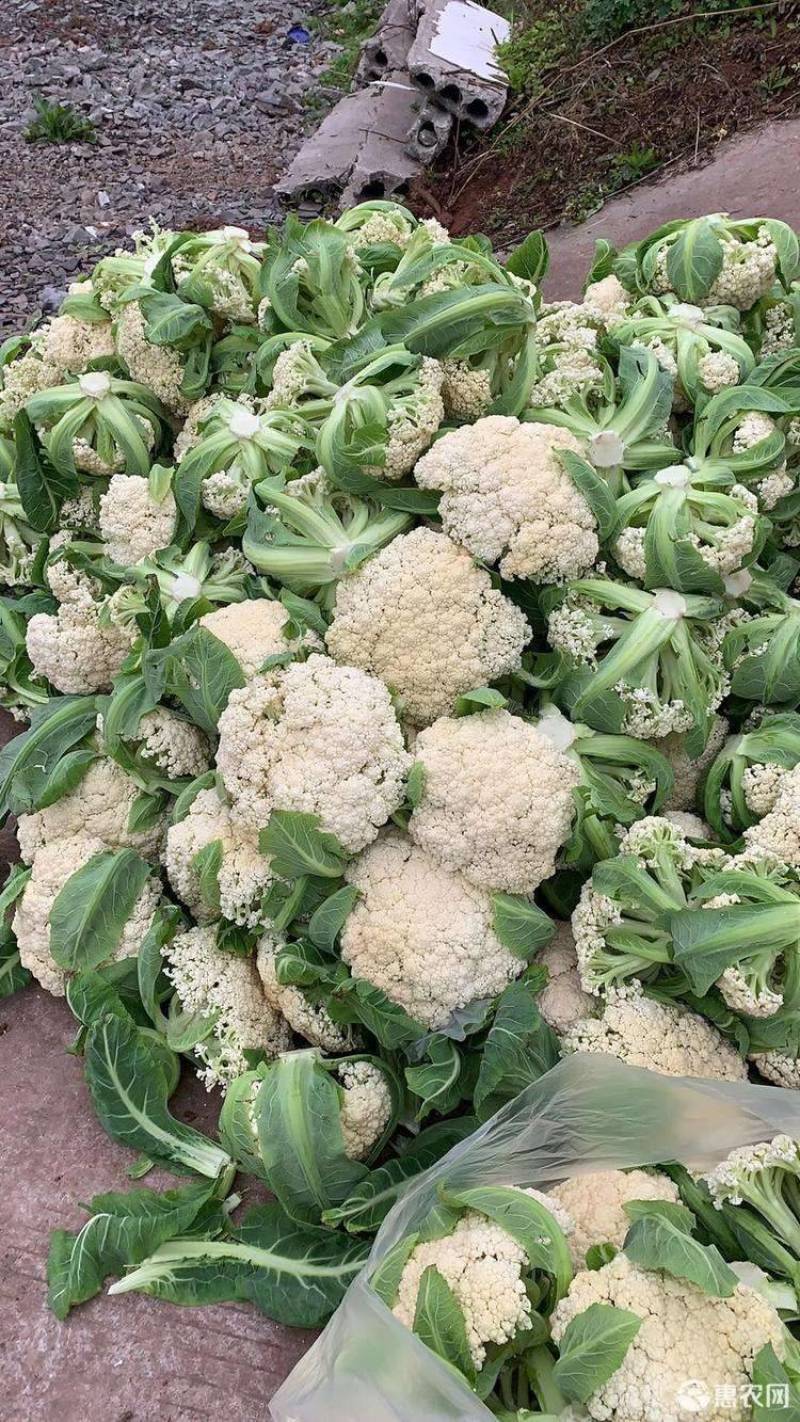 【精选】花菜精品有机花菜大量上市货源充足价格便宜