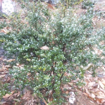 赤楠，赤楠下山桩自挖自养大量批发供应熟桩，下山桩