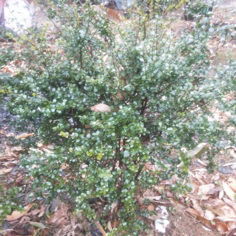 赤楠，赤楠下山桩自挖自养大量批发供应熟桩，下山桩
