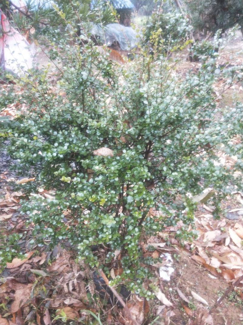赤楠，赤楠下山桩自挖自养大量批发供应熟桩，下山桩