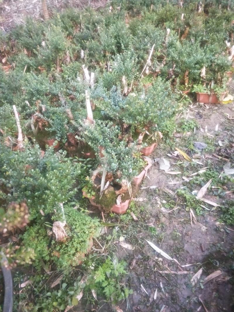 赤楠，赤楠下山桩自挖自养大量批发供应熟桩，下山桩