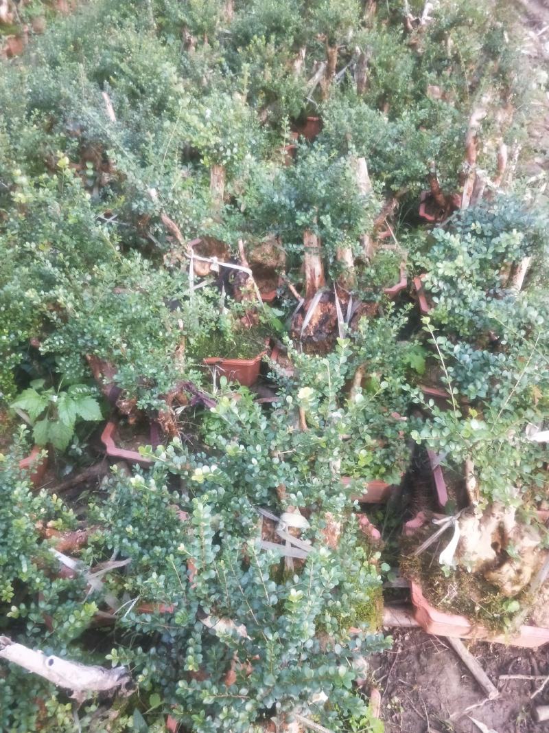 赤楠，赤楠下山桩自挖自养大量批发供应熟桩，下山桩