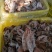 陕西富平柿饼，糖心，口感软甜，大人小孩老人，都可以食用，