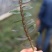 正宗霍山石斛铁皮石斛鲜条三年生，五年生仿野生种植