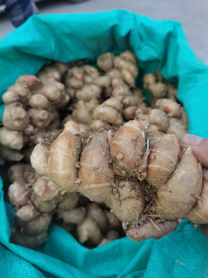 新鲜沙姜又名山奈大量供应中产地直接收购的一手货源