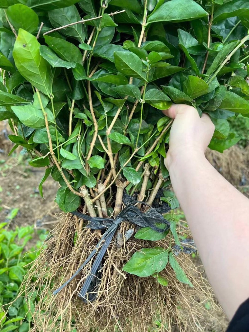茉莉花1年生广西横州市茉莉花苗重瓣茉莉花基地批发
