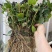 茉莉花1年生广西横州市茉莉花苗重瓣茉莉花基地批发