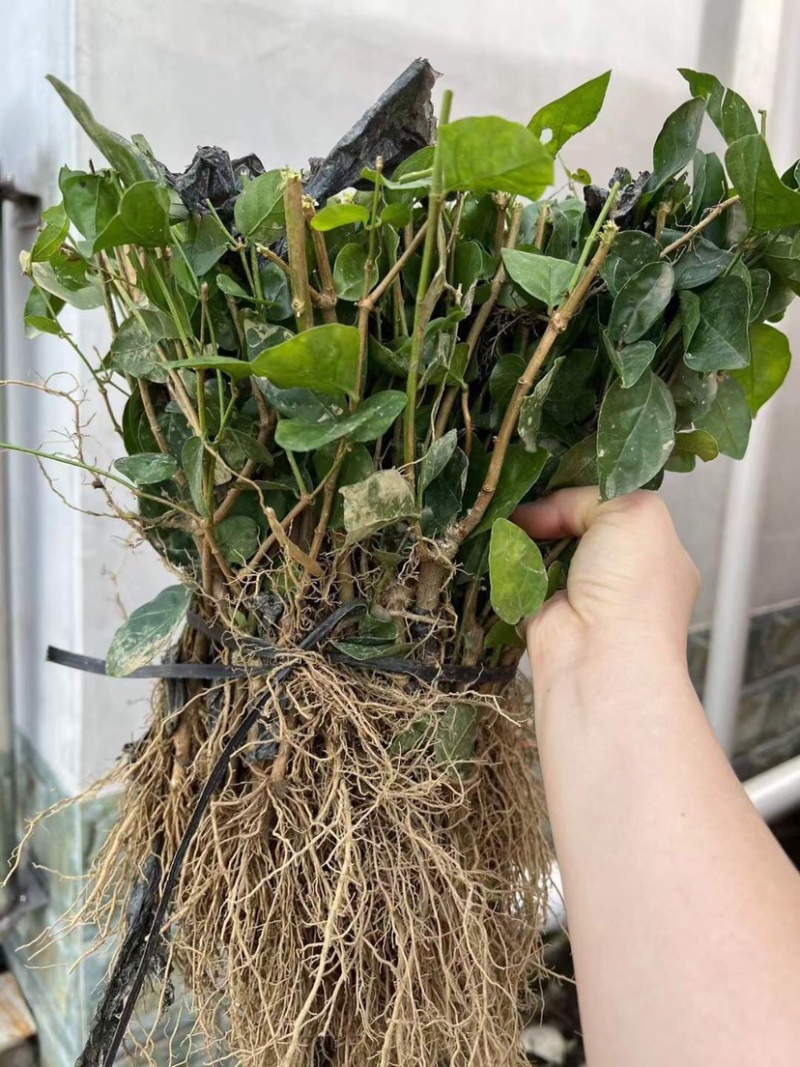 茉莉花1年生广西横州市茉莉花苗重瓣茉莉花基地批发