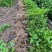 重瓣茉莉花茉莉花苗3年苗广西横州市茉莉花苗基地批发