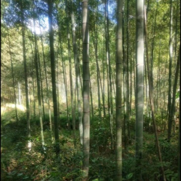 毛竹