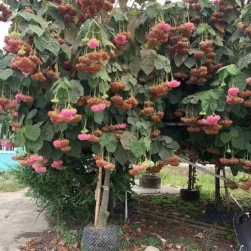 木芙蓉苗