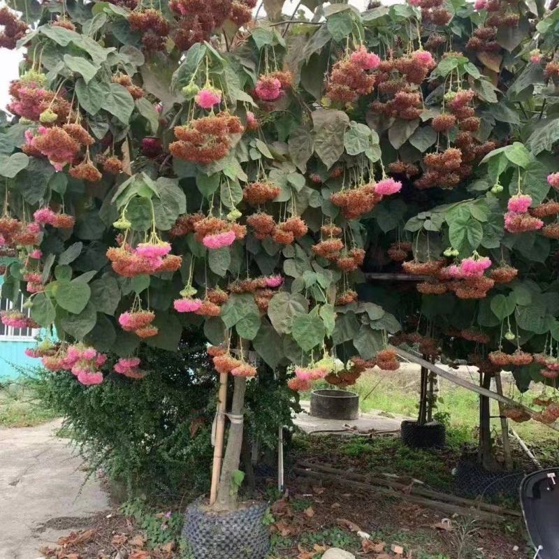 木芙蓉苗