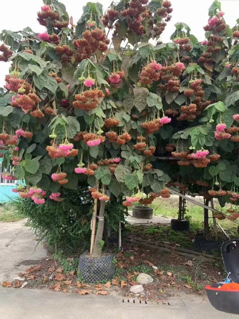 木芙蓉苗