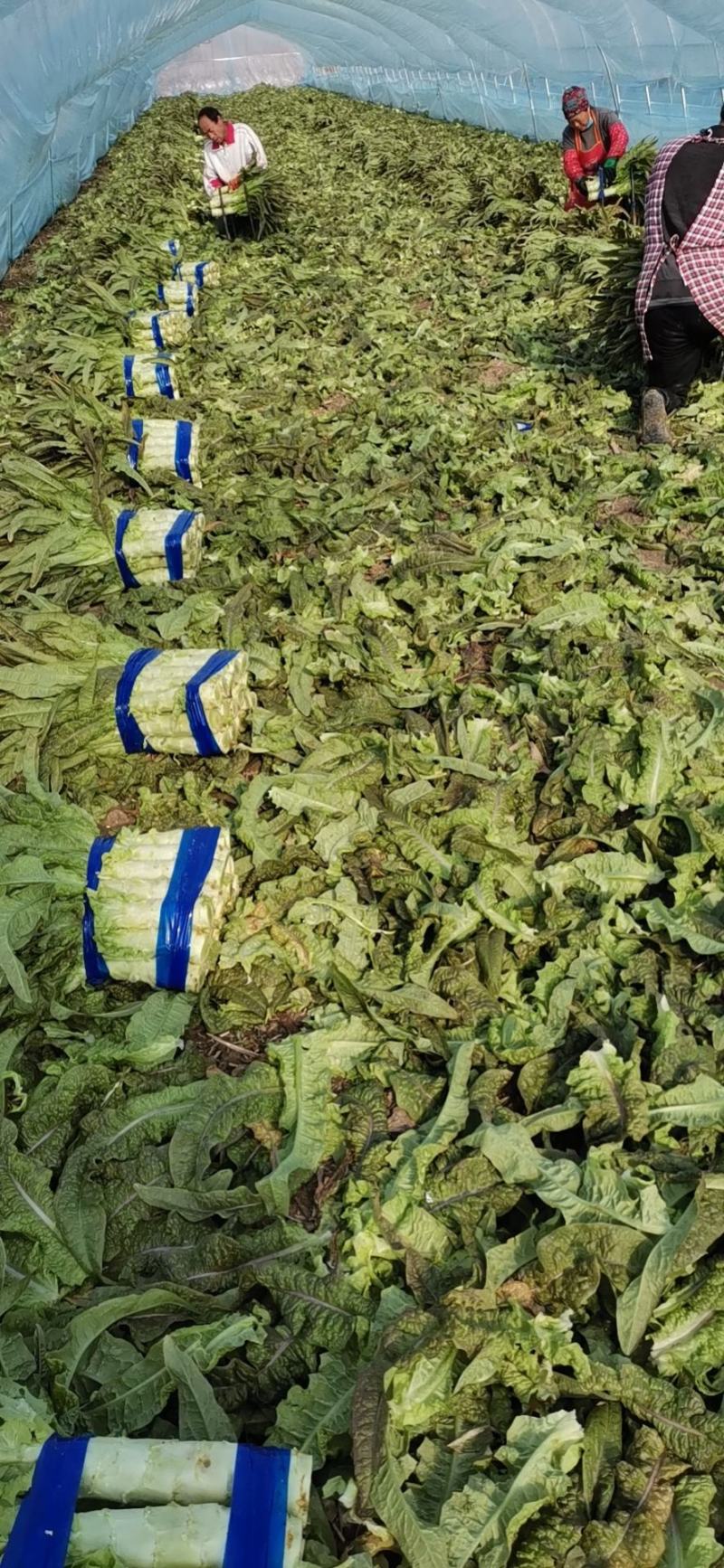 莴笋红叶莴笋无空心一手货源产地供应质量保证诚信经营