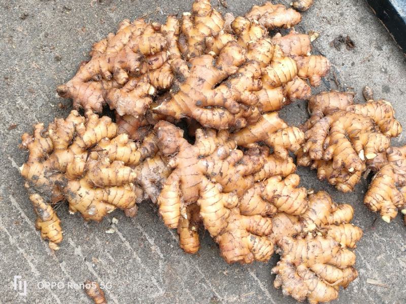 生姜基地直发量大从优诚信经营欢迎来电洽谈