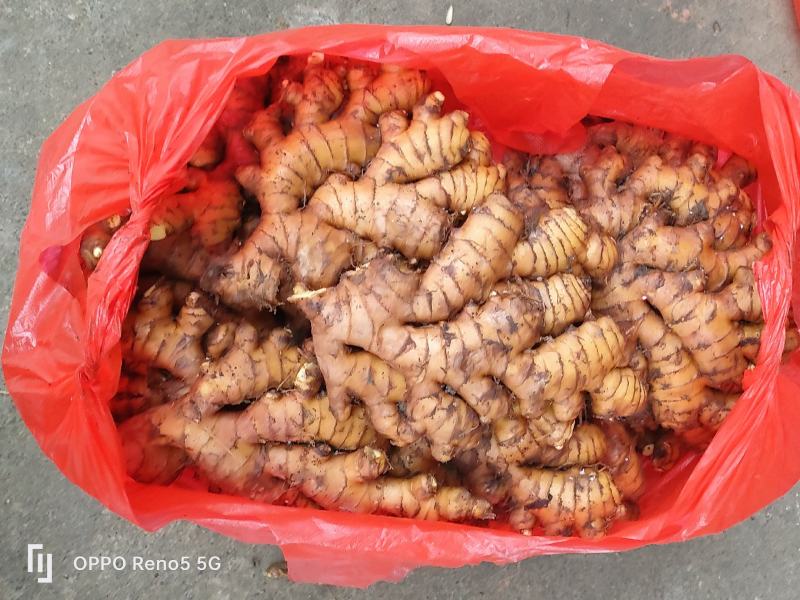 生姜基地直发量大从优诚信经营欢迎来电洽谈