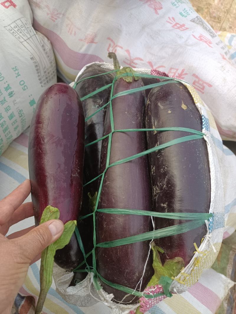 精品茄子，圆茄子，茄子，大量上市，代发全国