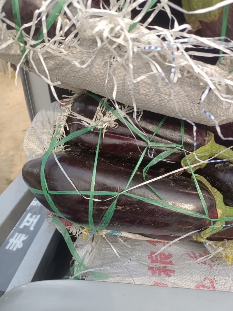 精品茄子，圆茄子，茄子，大量上市，代发全国
