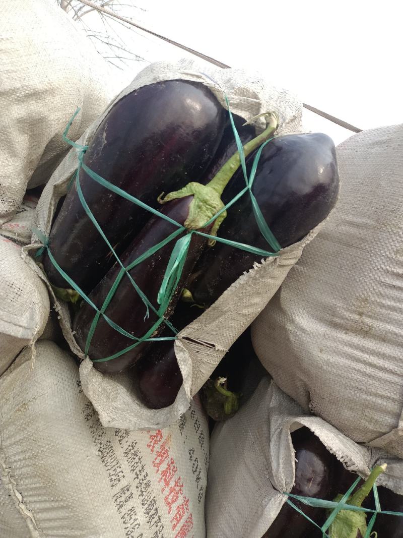 精品茄子，圆茄子，茄子，大量上市，代发全国