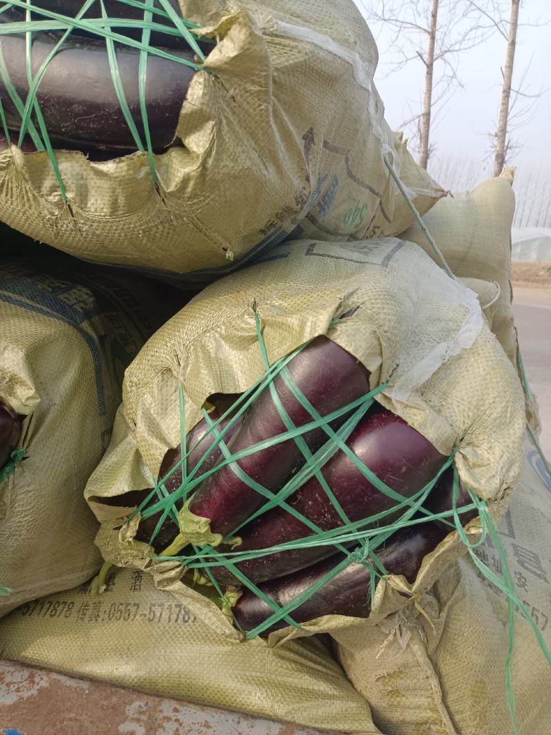 精品茄子，圆茄子，茄子，大量上市，代发全国