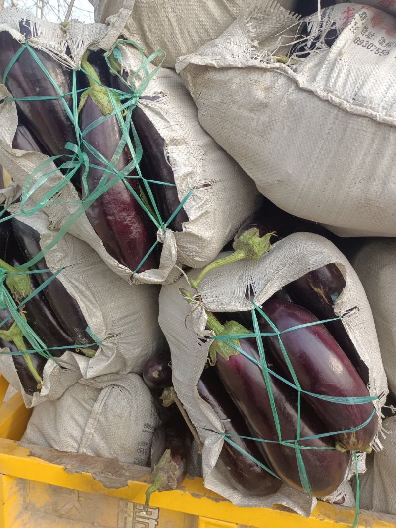 精品茄子，圆茄子，茄子，大量上市，代发全国
