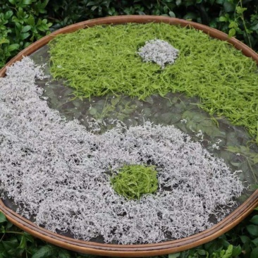 张家界莓茶产自武陵山脉源产地发货厂家直销