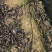 大叶相思基地直发货源充足量大从优品质保证