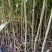 大叶相思基地直发货源充足量大从优品质保证