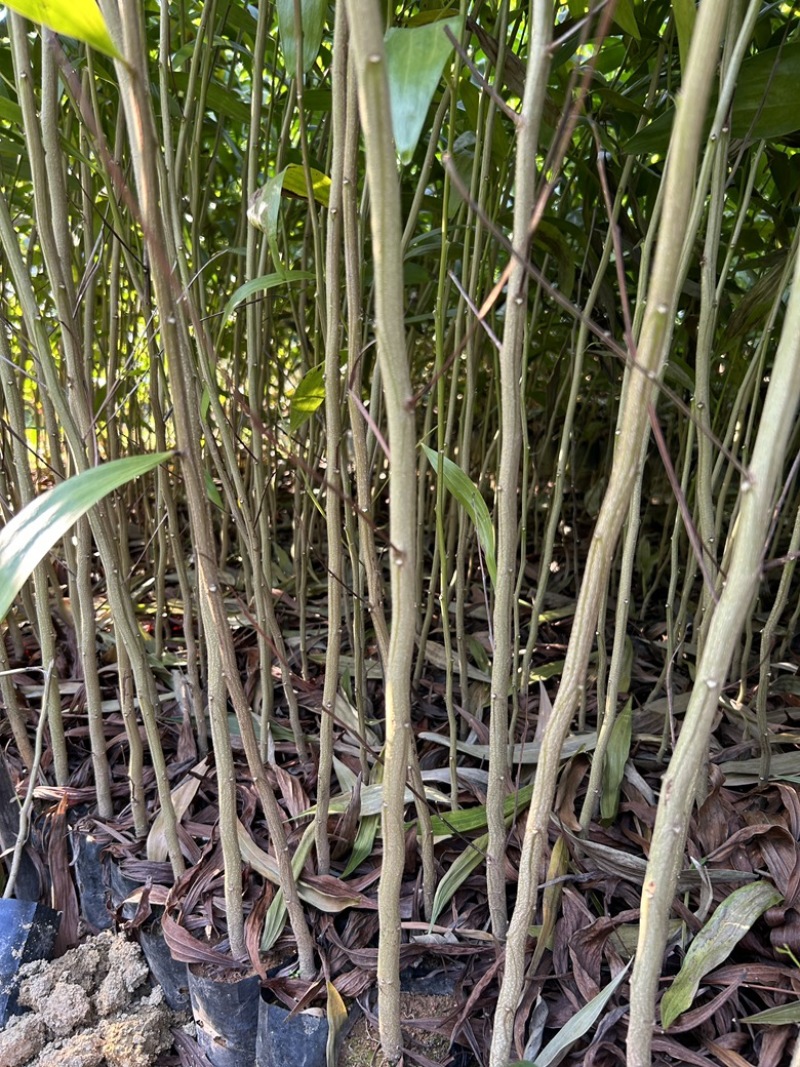 大叶相思基地直发货源充足量大从优品质保证