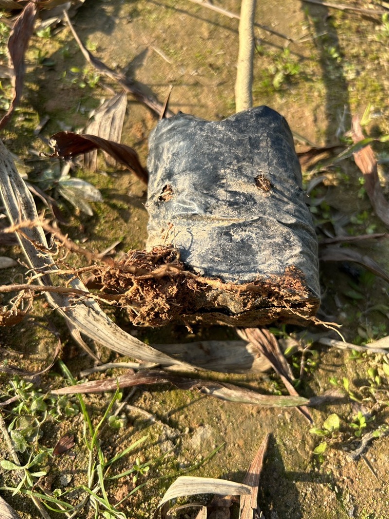 大叶相思基地直发货源充足量大从优品质保证