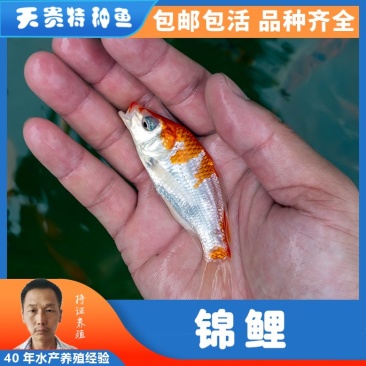 四川眉山锦鲤规格齐全品质很好欢迎前来考察