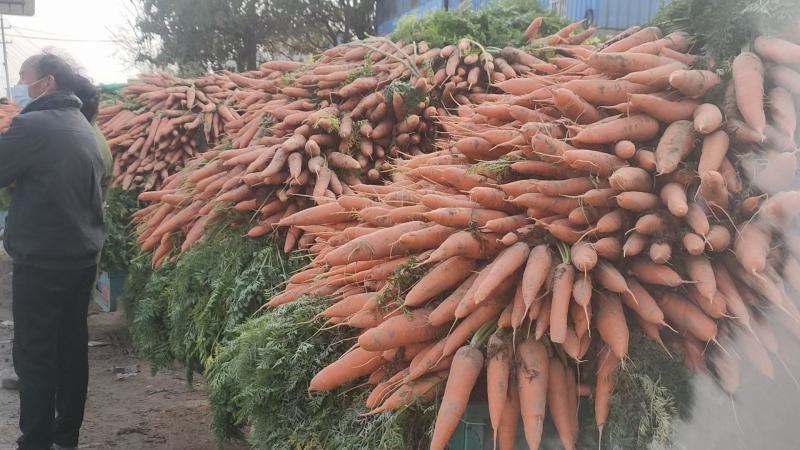 三红胡萝卜河南胡萝卜水洗加工货源充足质量保证全国发