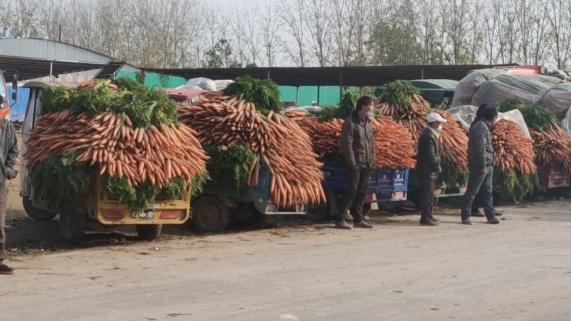 三红胡萝卜河南胡萝卜水洗加工货源充足质量保证全国发
