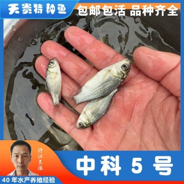 中科5号鲫鱼天贵水产基地直发品质很好欢迎前来考察
