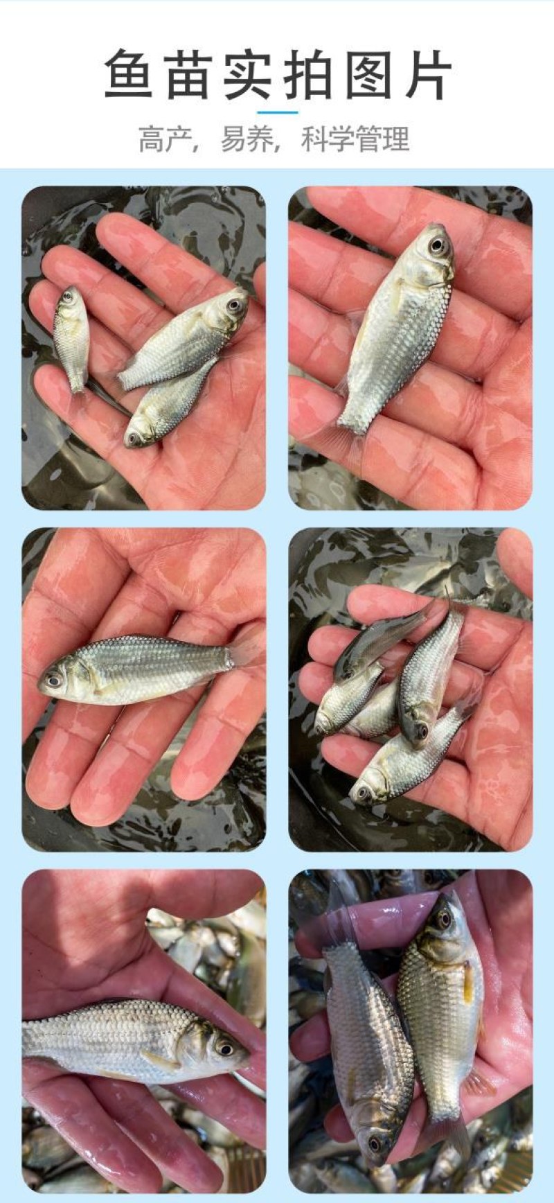 中科5号鲫鱼天贵水产基地直发品质很好欢迎前来考察