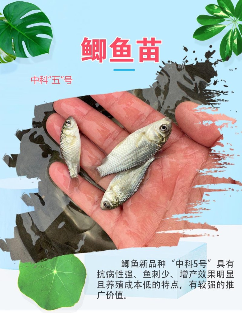 中科5号鲫鱼天贵水产基地直发品质很好欢迎前来考察
