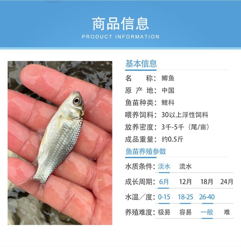 中科5号鲫鱼天贵水产基地直发品质很好欢迎前来考察
