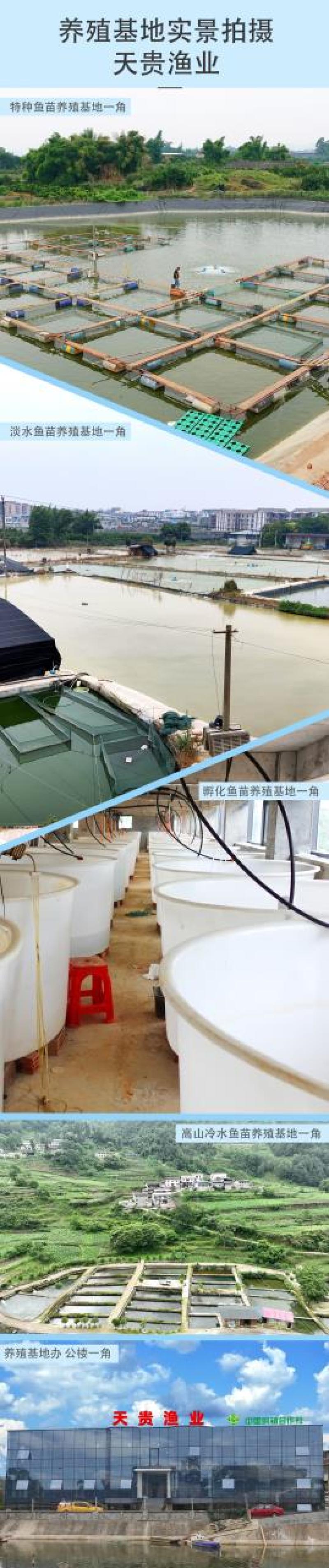 中科5号鲫鱼天贵水产基地直发品质很好欢迎前来考察