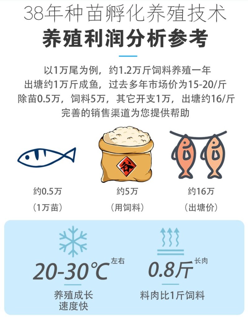 中科5号鲫鱼天贵水产基地直发品质很好欢迎前来考察