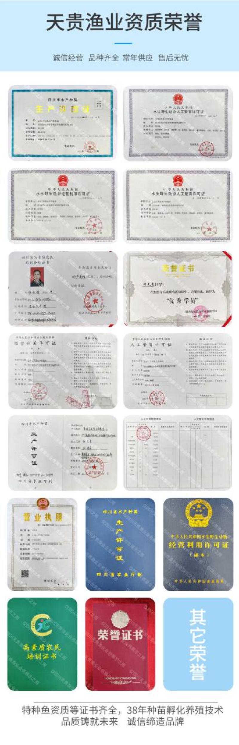 中科5号鲫鱼天贵水产基地直发品质很好欢迎前来考察