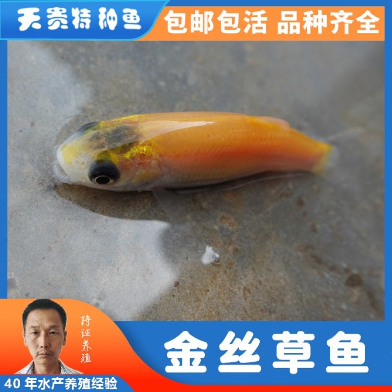 金丝草鱼四川基地直发品质很好欢迎前来考察易养好活