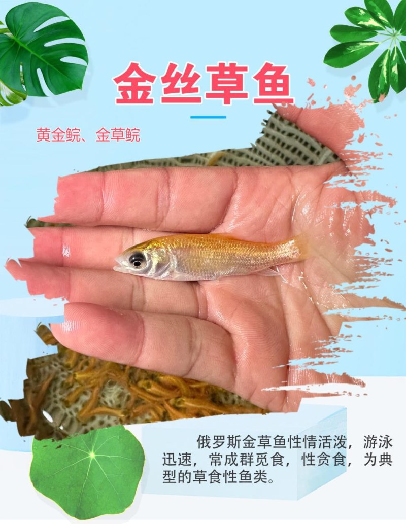 金丝草鱼四川基地直发品质很好欢迎前来考察易养好活