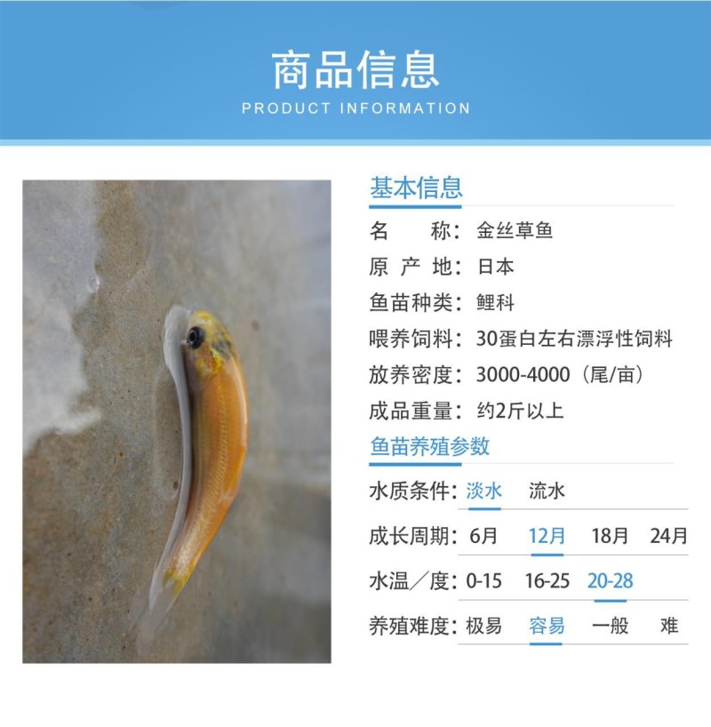 金丝草鱼四川基地直发品质很好欢迎前来考察易养好活